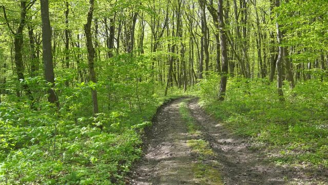 Sunny forest ground road in the Alps. Hiking trail walking path in wild green deciduous forest. Walkway pathway with green trees in park. Way through dark forest. Static nature video in 4k 25FPS