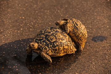 Mating Leopard Tortoise (Stigmochelys pardalis) 15011