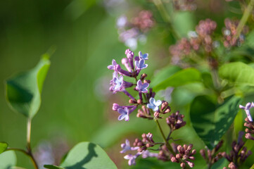 Small pink flowers in the field. Against the backdrop of greenery. Selective focus.