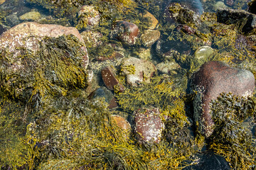 Rocks and seaweed in water © nomadlaura