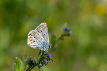 Lycaenidae / Çokgözlü Mavi / Common Blue / Polyommatus icarus