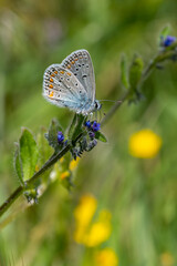 Lycaenidae / Çokgözlü Mavi / Common Blue / Polyommatus icarus