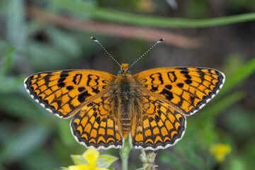 Benekli Büyük İparhan » Melitaea phoebe » Knapweed Fritillary
