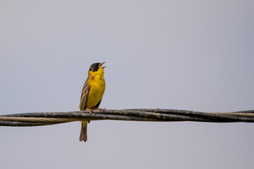 Karabaşlı kirazkuşu » Black-headed Bunting » Emberiza melanocephala
