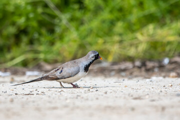 Kap kumrusu » Oena capensis » Namaqua Dove