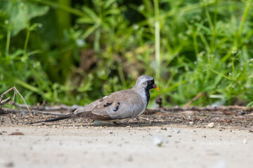 Kap kumrusu » Oena capensis » Namaqua Dove