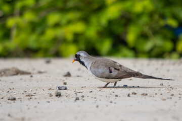 Kap kumrusu » Oena capensis » Namaqua Dove