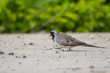 Kap kumrusu » Oena capensis » Namaqua Dove
