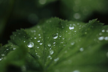 After rain Water Drops on Green leaves in the garden pattern background, sparkle of Droplets on...