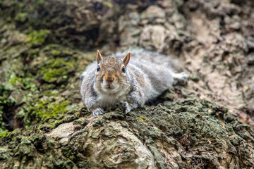 Naklejka na ściany i meble Grey squirrel in the park