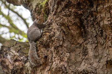Grey squirrel on a tree