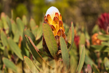 Protea Kilimandscharica bud in the moorland region of lower slopes of Kilimanjaro, Tanzania