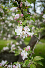 Fototapeta na wymiar Maine Cherry Blossoms