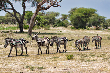 Fototapeta na wymiar Zebra Herd at Tarangire National Park, Tanzania