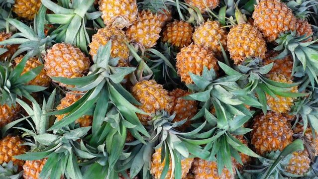 The pile of harvested ripe pineapples. Large harvest of fresh pineapples stacked closeup video. 