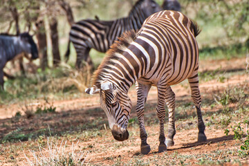 Fototapeta na wymiar Zebra at Tarangire National Park, Tanzania