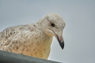 Juvenile seagull close up image