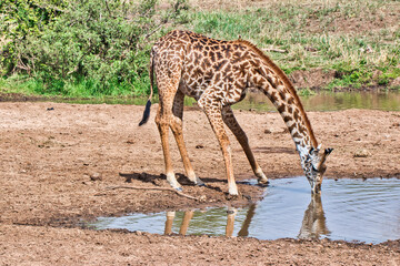 Naklejka na ściany i meble Giraffe drinking water from Tara River at Tarangire National Park, Tanzania
