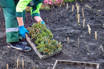 A gardener is planting a flower bed on black soil marked with wooden sticks.