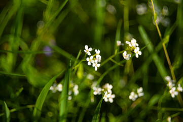 Small white flowers in the field. Against the backdrop of greenery. Selective focus. Horizontal frame.