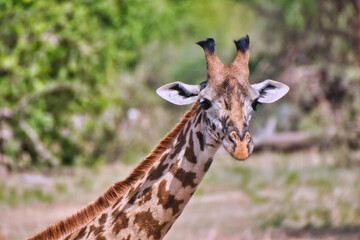 Closeup of a Giraffe at Tarangire National Park, Tanzania
