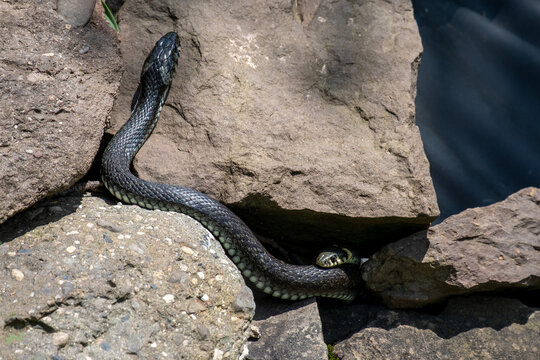 Natrix natrix . Two basking grass snakes  . Zwei sich sonnende Ringelnattern 