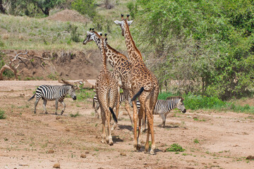 Giraffe And Zebras at Tarangire National Park, Tanzania