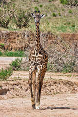 Solo Giraffe at Tarangire National Park, Tanzania