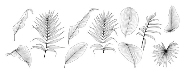 Fototapeta na wymiar Set tropical leaf isolated. Vector illustration.