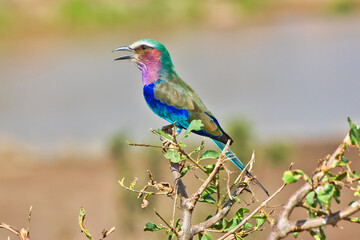 Lilac Breasted Roller at Tarangire National Park, Tanzania