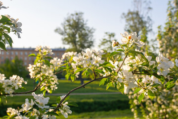flowering branch of an apple tree in the rays of the sun. close-up