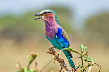 Lilac Breasted Roller at Tarangire National Park, Tanzania