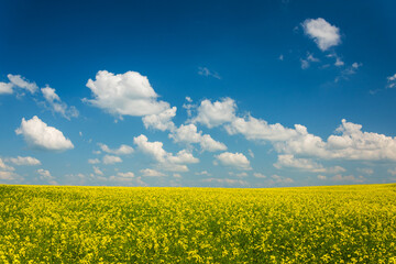 Obraz premium Empty canola field with cloudy sky