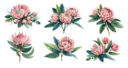 Watercolor protea flowers with leaves. Generative Ai - obrazy, fototapety, plakaty