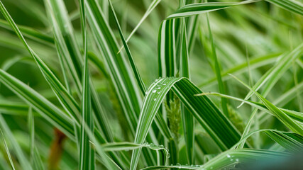 Water on the green leaves of plants. Raindrops on plant leaves close-up. Plants after rain. Raindrops close-up