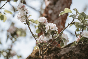 Blüten und Knospen an einem Apfelbaum im Frühling