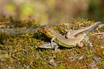 Algerischer Sandläufer