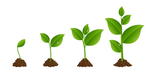 Green Sprout Set Isolated White Background