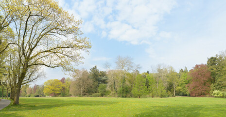 Fototapeta na wymiar Banner - Magnificent spring landscape of a large grassy glade in a park with mixed trees against a clear spring sky