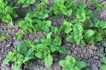 Edible plant garden orach (Atriplex hortensis) grows in spring