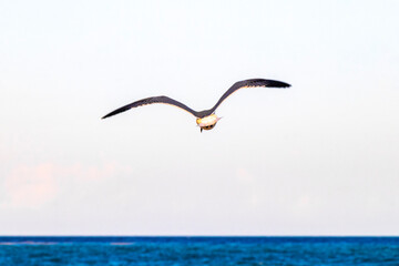 Fototapeta na wymiar Flying seagull bird with blue sky background clouds in Mexico.