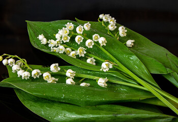Lilies of the valley close-up on a black background.