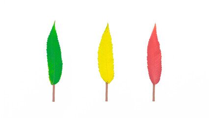 Three natural leaves isolated on white background. Green, yellow and red autumn leaves in the form of trees.