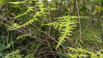 Asparagus plumosus is a beautiful fluffy plant that grows in a park in Lisbon