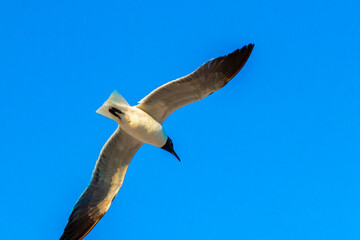 Flying seagull bird with blue sky background clouds in Mexico.