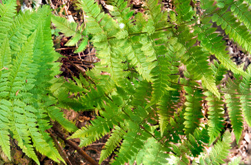 fern in the forest