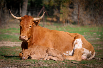 a cow and a calf in a meadow