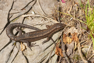 A quick or ordinary lizard basks in the garden under the rays of the spring sun. Quick lizard, or an ordinary lizard (lat. Lacerta agilis) is a species of lizard from the family of true lizards.