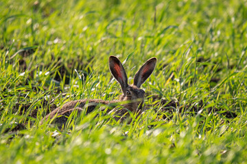 Wild European hare Lepus Europaeus eats grass. Close up