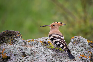 Beautiful hoopoe, Eurasian hoopoe Upupa epops sitting on a stone © Tatiana